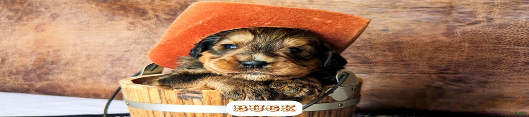 Buck