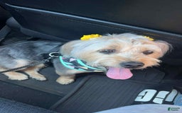 Shih Tzu dogs for sale: Queen Roxane - Image 2