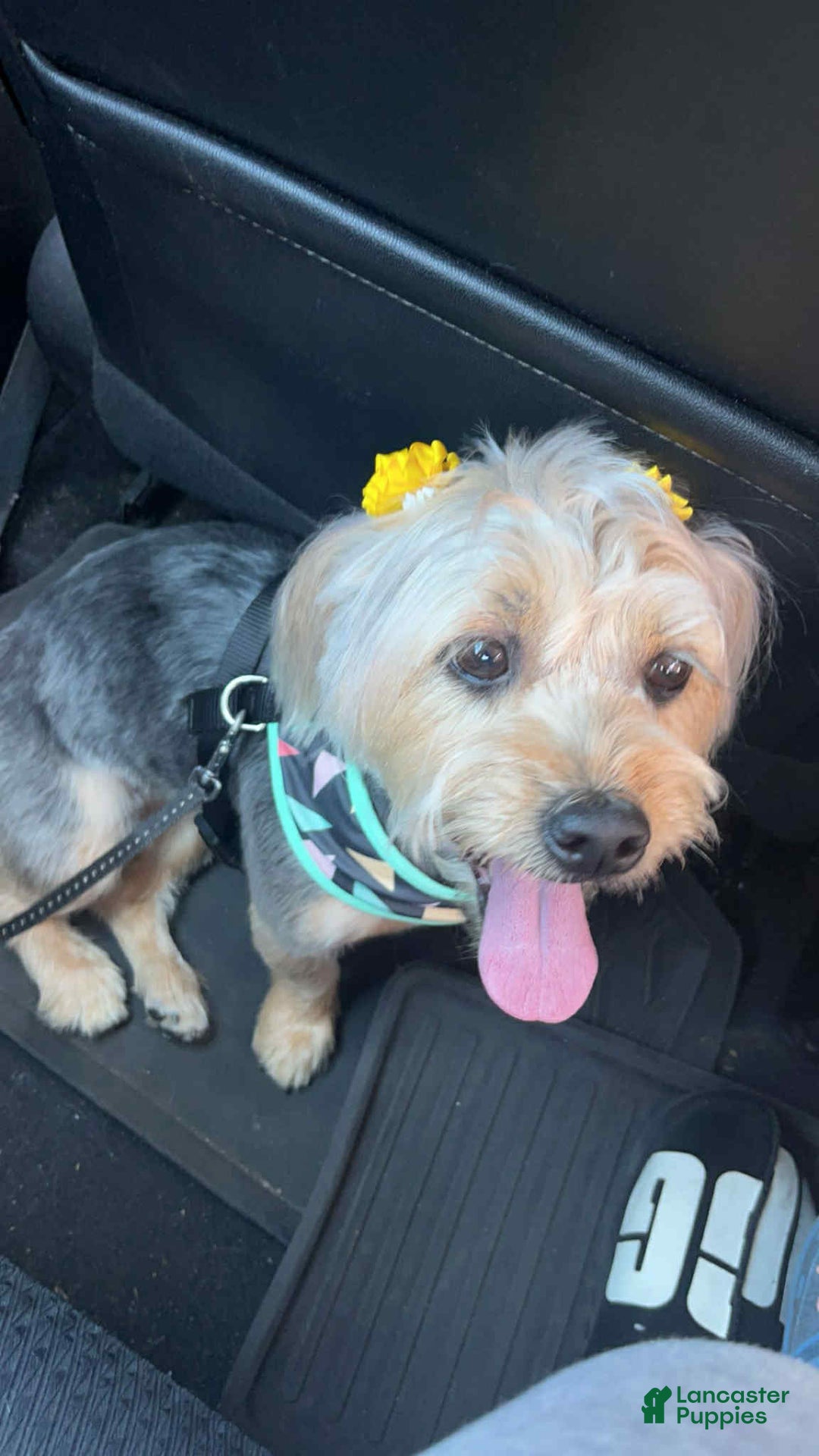 Shih Tzu dogs for sale: Queen Roxane - Image 2