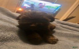 Miniature Schnauzer dogs for sale: Bruno - Image 9