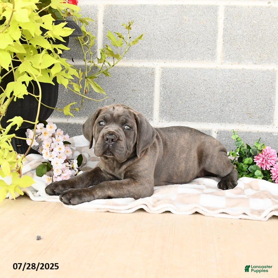 Cane Corso dogs for sale: Ivy - Image 5