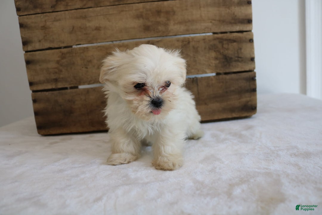 Teddy Bear dogs for sale: Kammy - Image 10