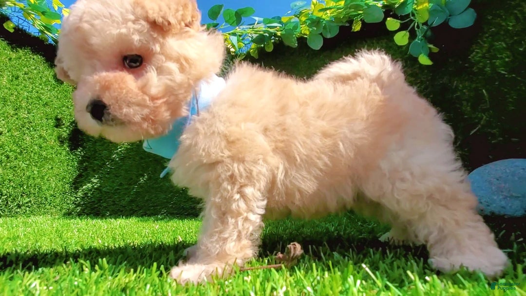 Maltipoo dogs for sale: Angel - Image 12