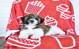 Teddy Bear dogs for sale: Helen - Image 2