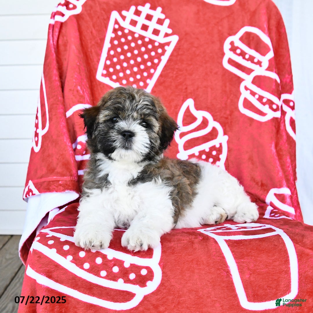 Teddy Bear dogs for sale: Helen - Image 2