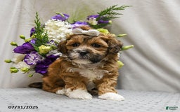 Shihpoo dogs for sale: Caramel - Image 5