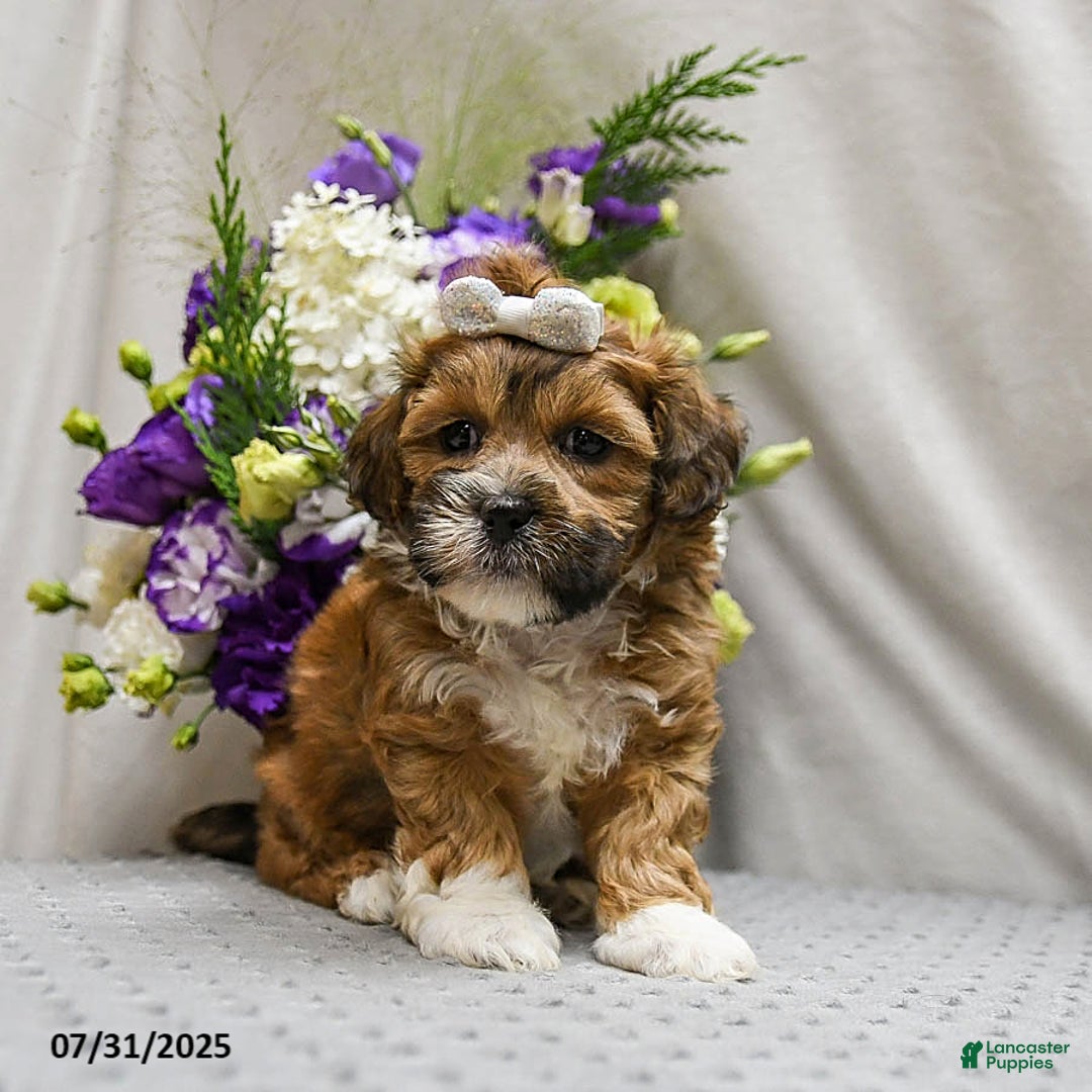 Shihpoo dogs for sale: Caramel - Image 5