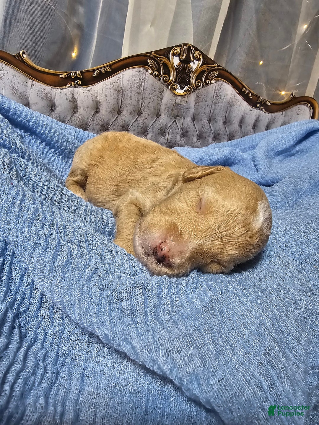 Mini Goldendoodle dogs for sale: Austin - Image 5