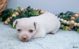 Chihuahua dogs for sale: Noah - Image 4