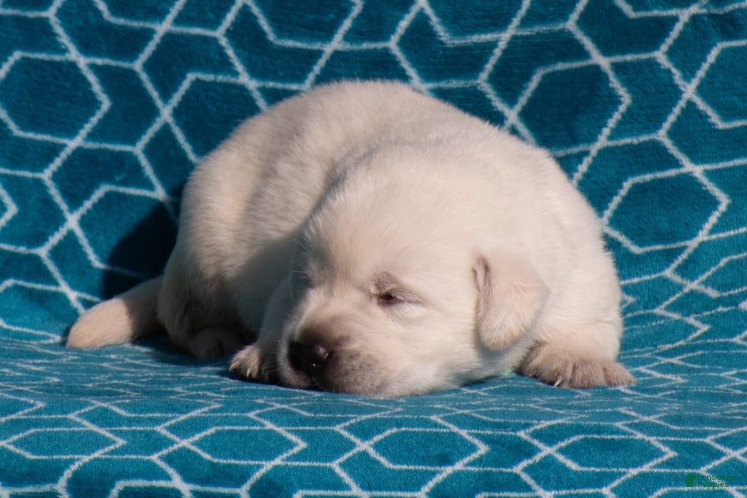Labrador Retriever dogs for sale: Miles - Image 1
