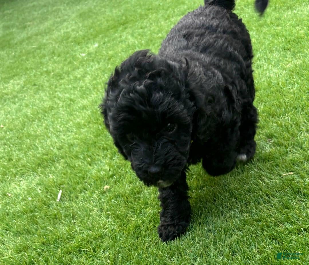 Cavapoo dogs for sale: Tulip - Image 3