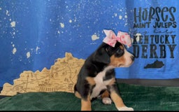 Greater Swiss Mountain Dog dogs for sale: Julep - Image 2