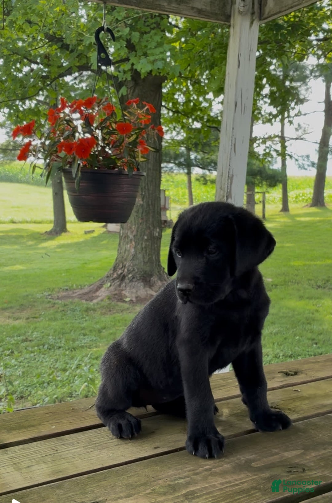 Labrador Retriever dogs for sale: Charlie - Image 4