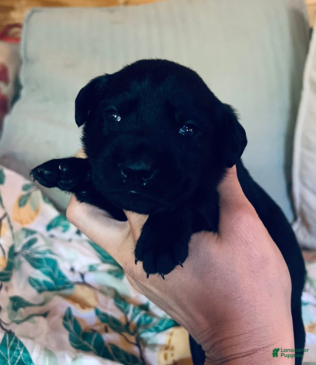 Labrador Retriever dogs for sale: Labrador Retriever 9 puppies - Image 6