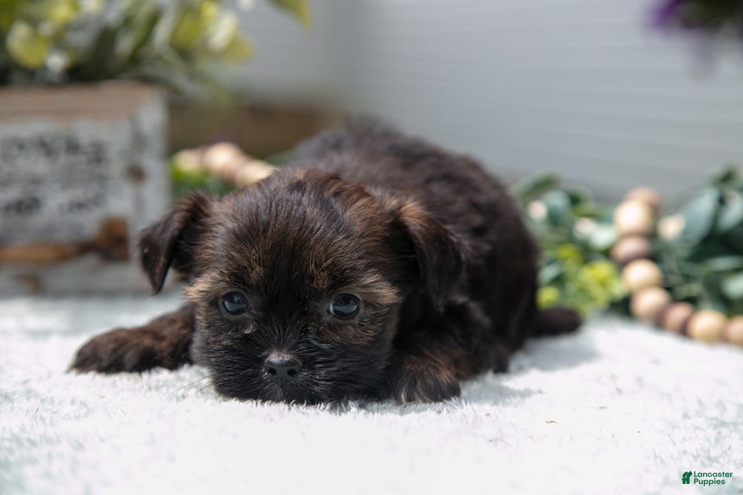 Shorkie dogs for sale: Liza - Image 2