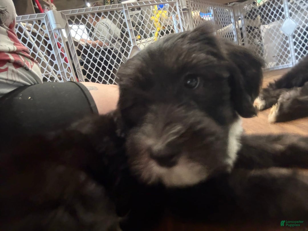 Old English Sheepdog dogs for sale: Dark Blue Boy - Image 7