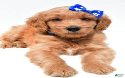 Mini Goldendoodle dogs for sale: Tommy - Image 4