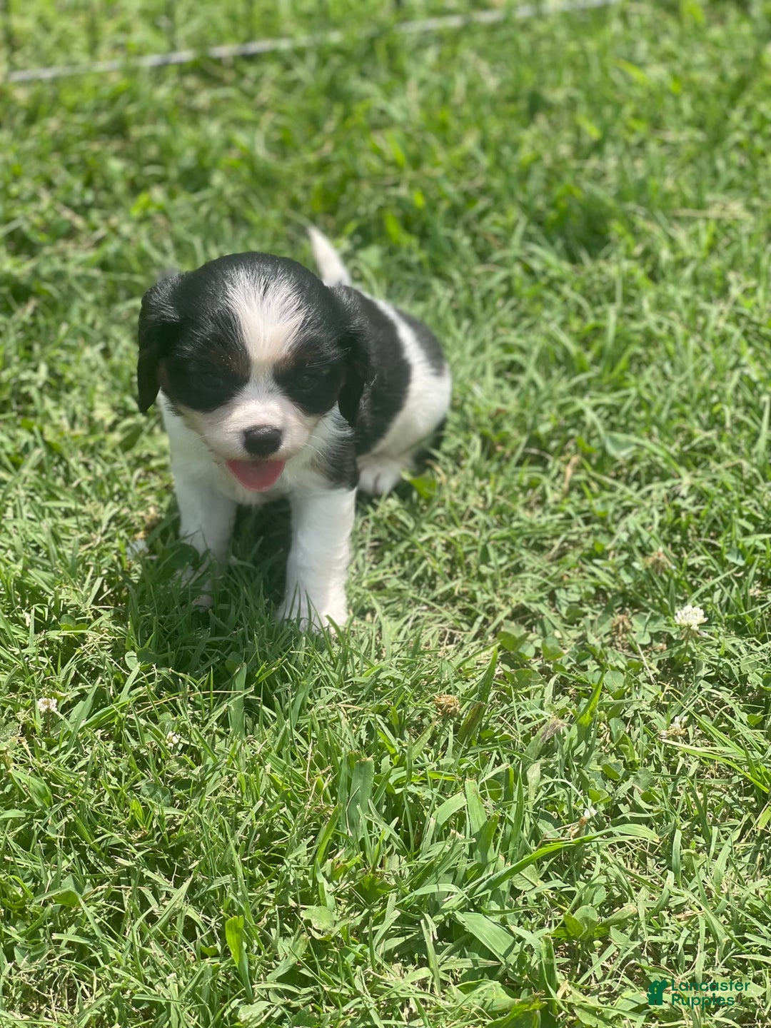 Cavalier King Charles Spaniel dogs for sale: Puppy28 - Image 4