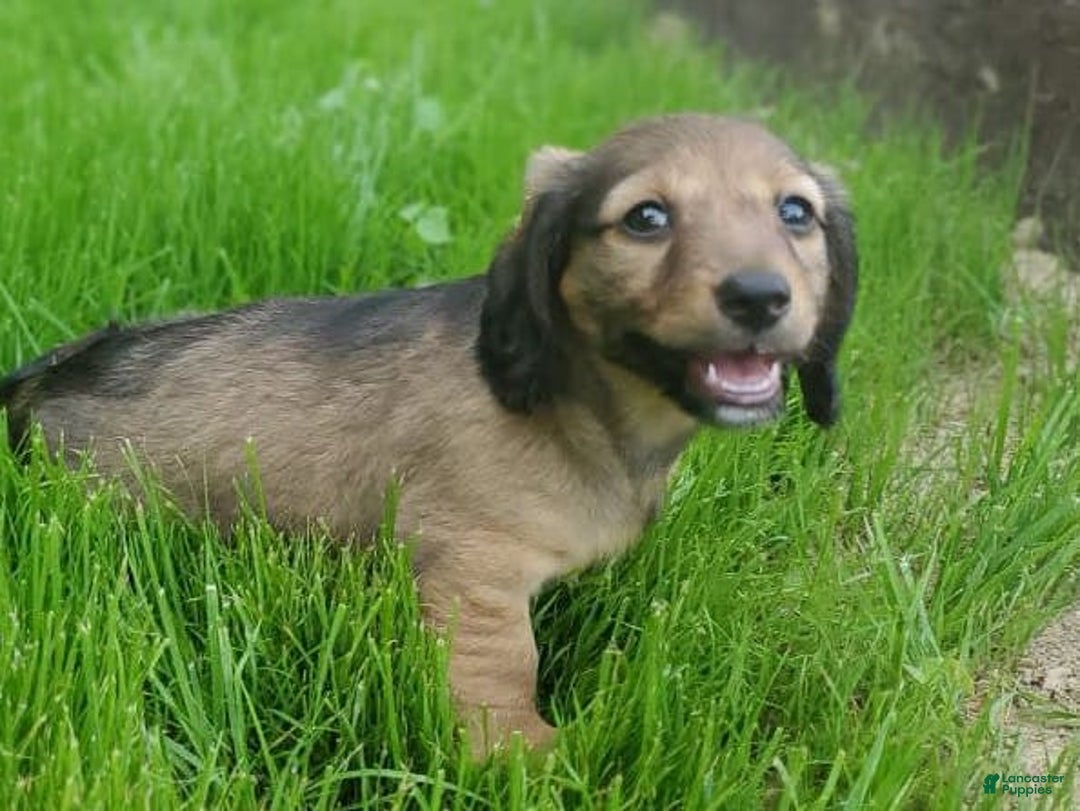 Dachshund dogs for sale: Lena - Image 15