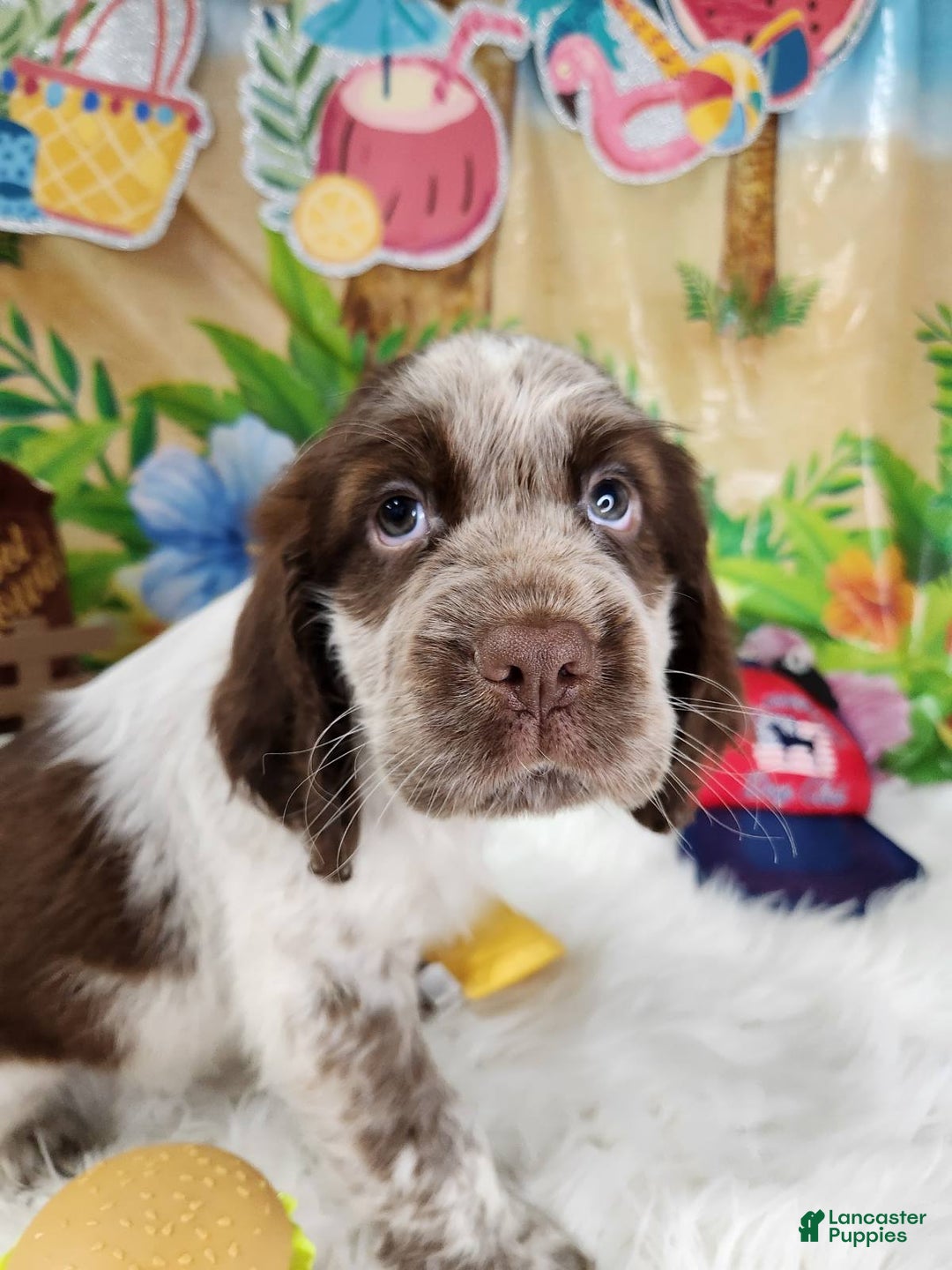English Springer Spaniel dogs for sale: Boba - Image 5
