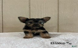 Yorkshire Terrier dogs for sale: Blake - Image 1