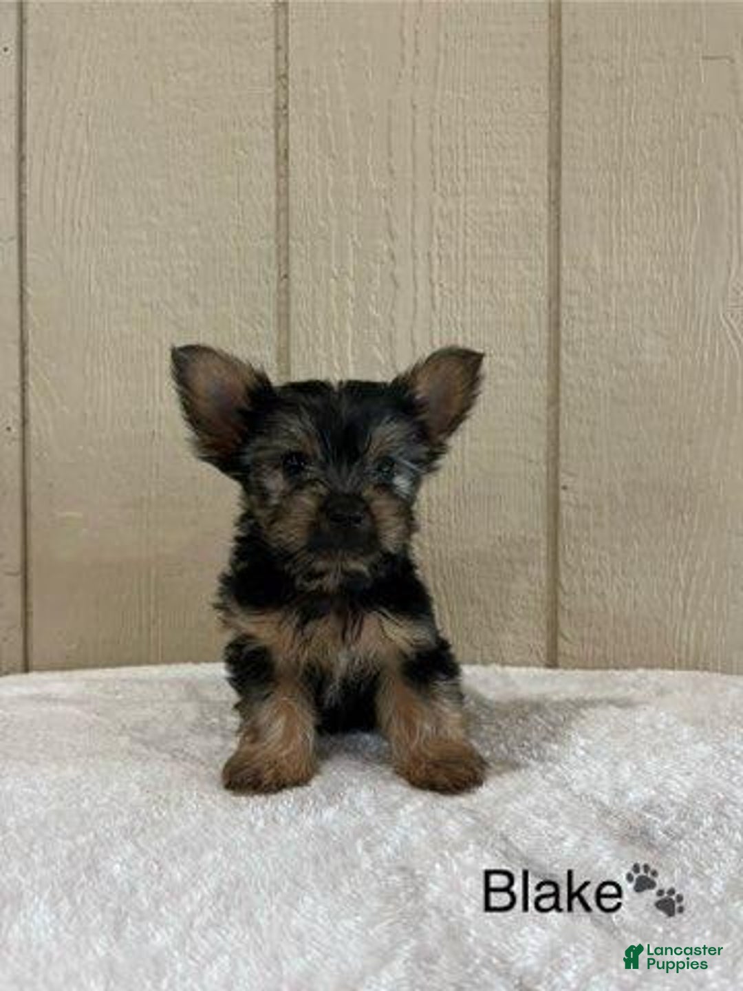 Yorkshire Terrier dogs for sale: Blake - Image 1