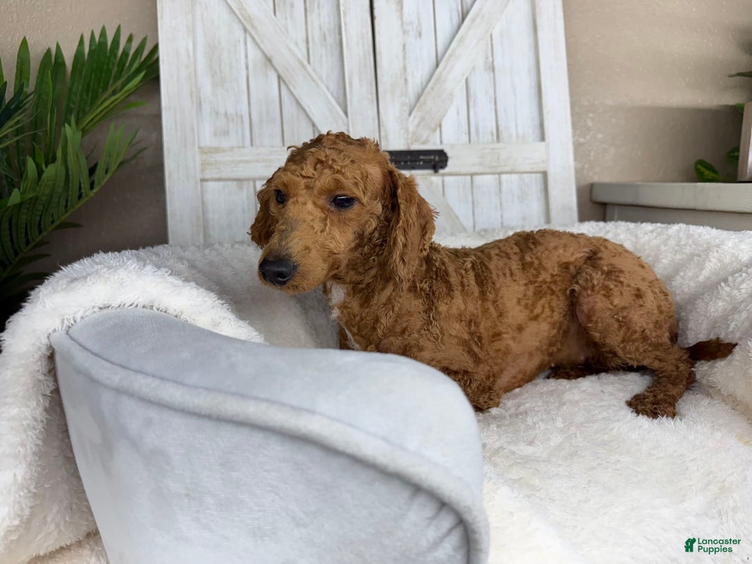 Miniature Poodle dogs for stud: Paola - Image 1