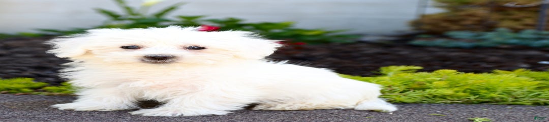 Cotton