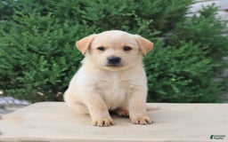 Labrador Retriever dogs for sale: Labrador Retriever 8 puppies - Image 16