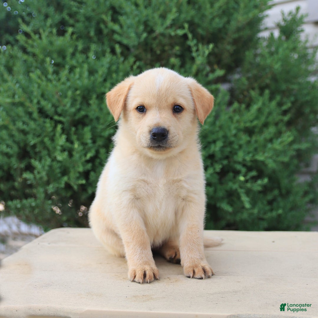 Labrador Retriever dogs for sale: Labrador Retriever 8 puppies - Image 16