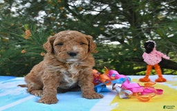 Mini Goldendoodle dogs for sale: Dakota - Image 23