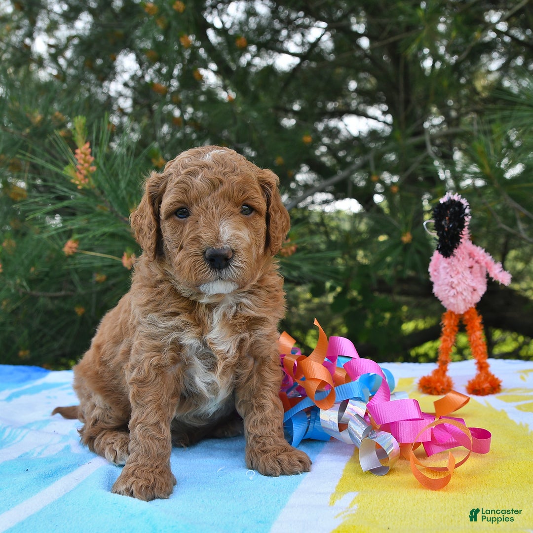 Mini Goldendoodle dogs for sale: Dakota - Image 23
