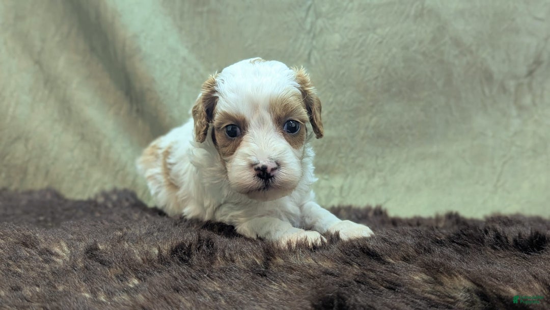 Cavapoo dogs for sale: Buzz - Image 4