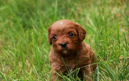 Cavalier King Charles Spaniel dogs for sale: Monty - Image 23