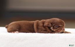 English Bulldog dogs for sale: Tasha - Image 2