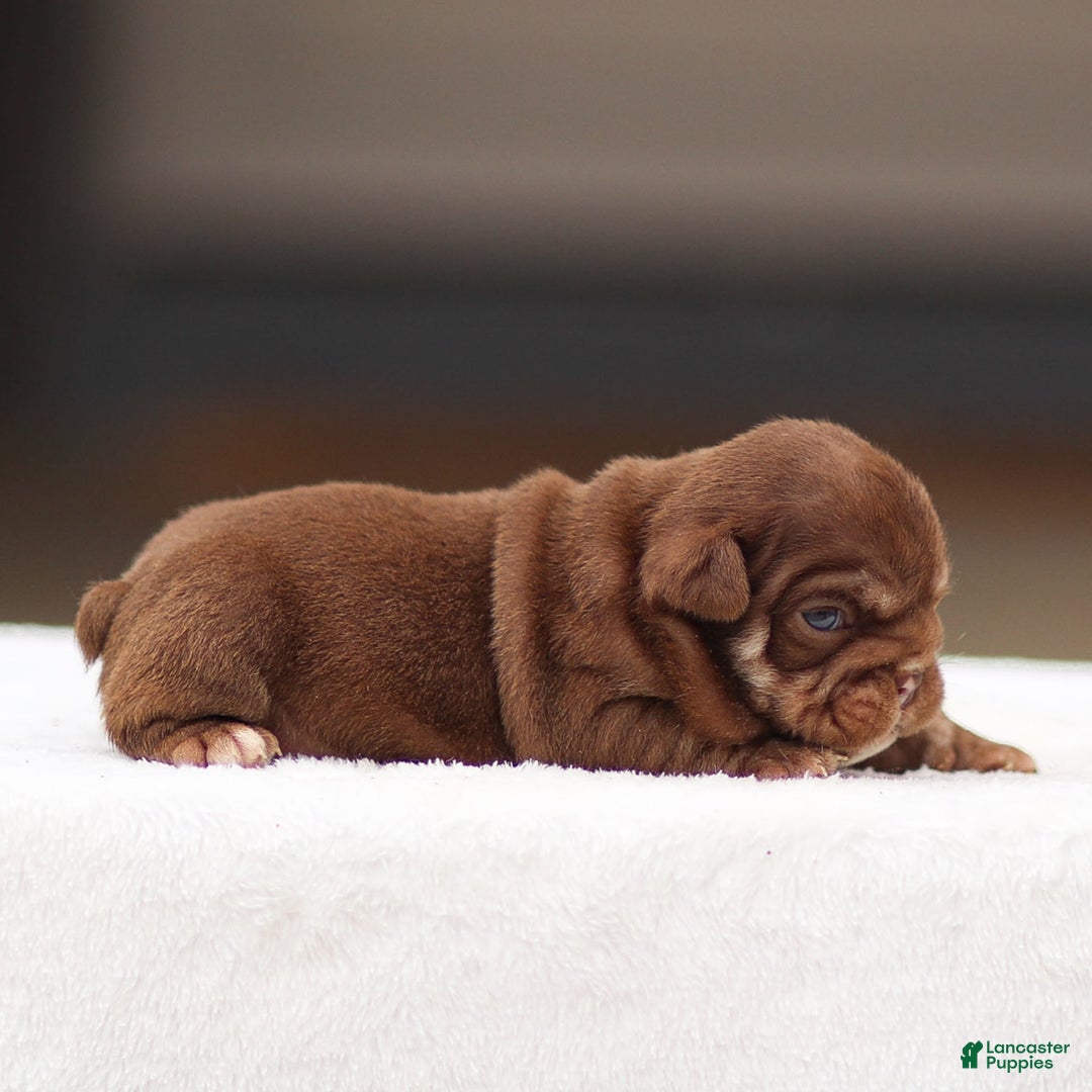 English Bulldog dogs for sale: Tasha - Image 2