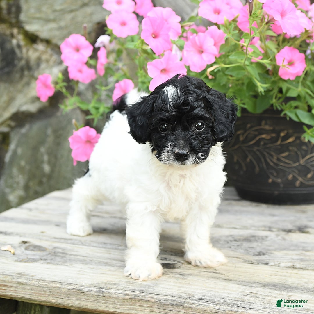 Cavapoo dogs for sale: Sweetie - Image 2