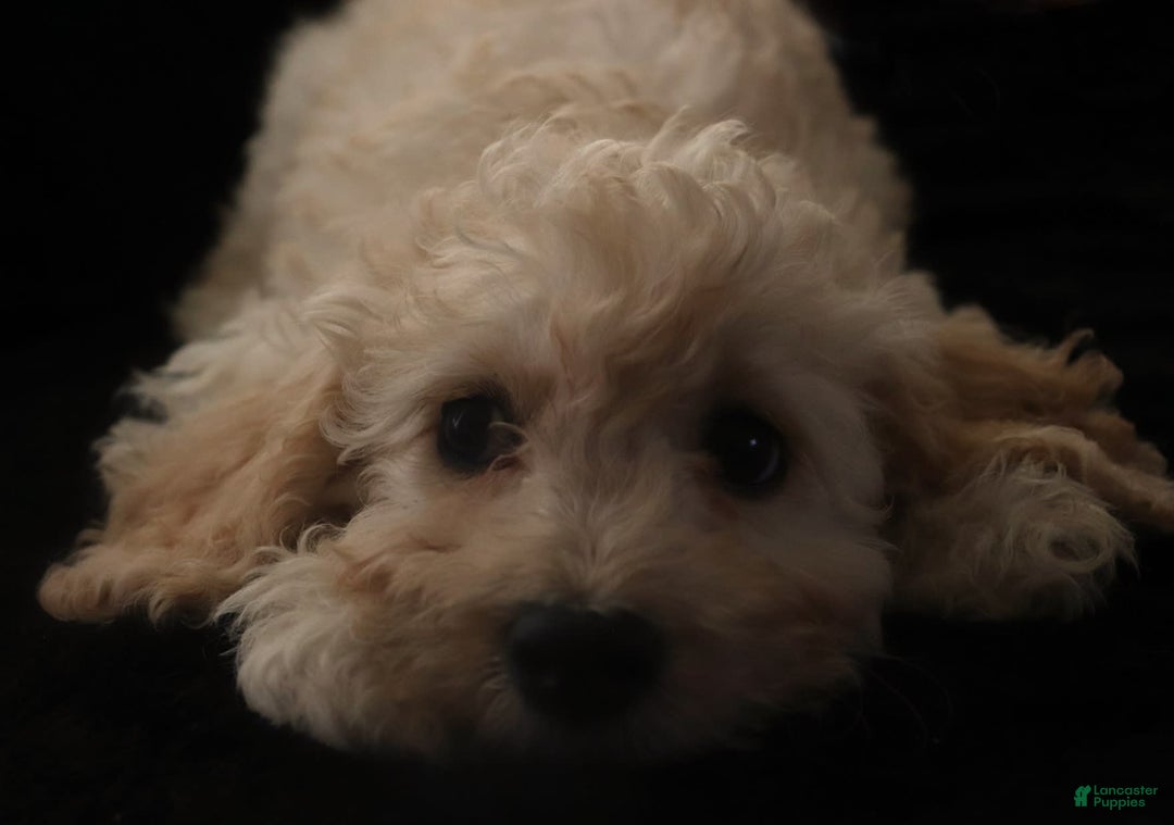 Cavachon dogs for sale: Hanna Male 1 - Image 4