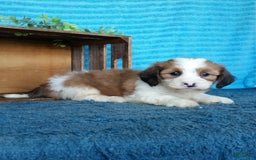 Havanese dogs for sale: Daisy - Image 3