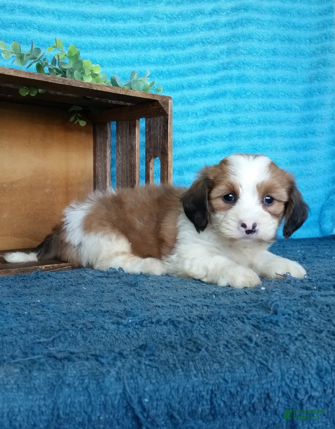 Havanese dogs for sale: Daisy - Image 3