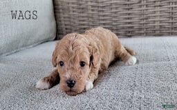 Maltipoo dogs for sale: WAGS - Image 1