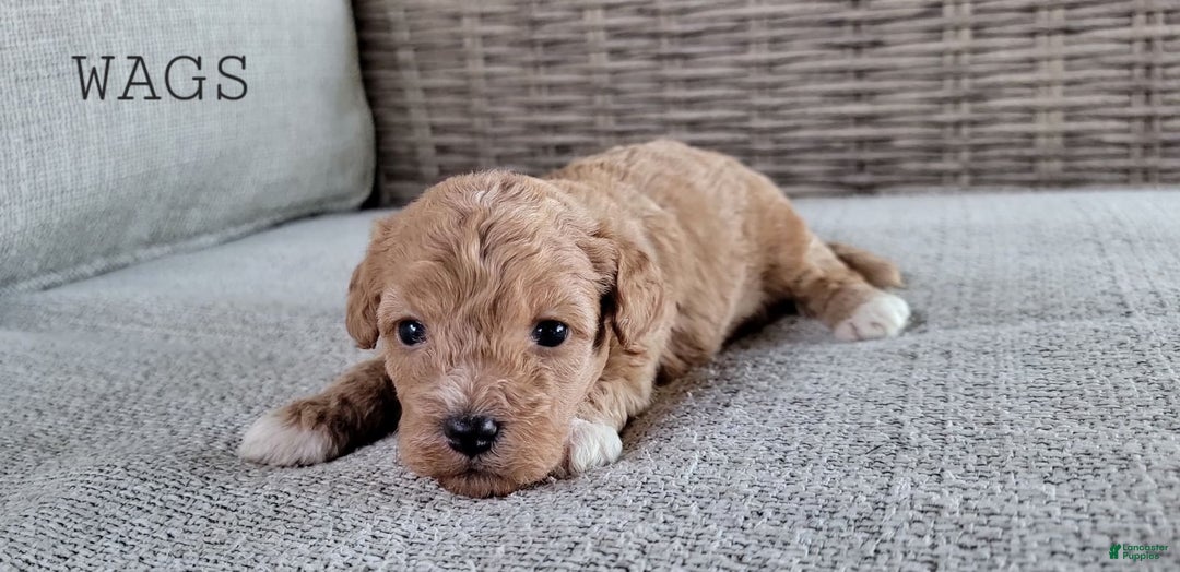 Maltipoo dogs for sale: WAGS - Image 1