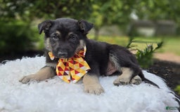 German Shepherd dogs for sale: Rusty - Image 3