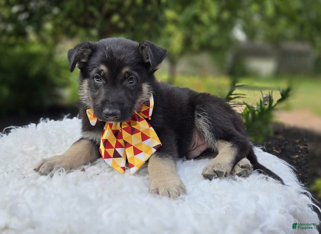 German Shepherd dogs for sale: Rusty - Image 3