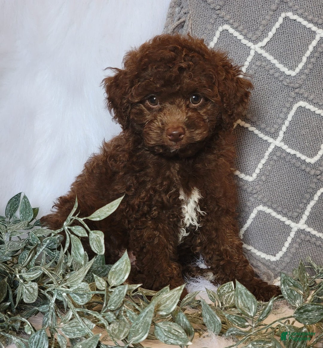 Cockapoo dogs for sale: Willy - Image 5