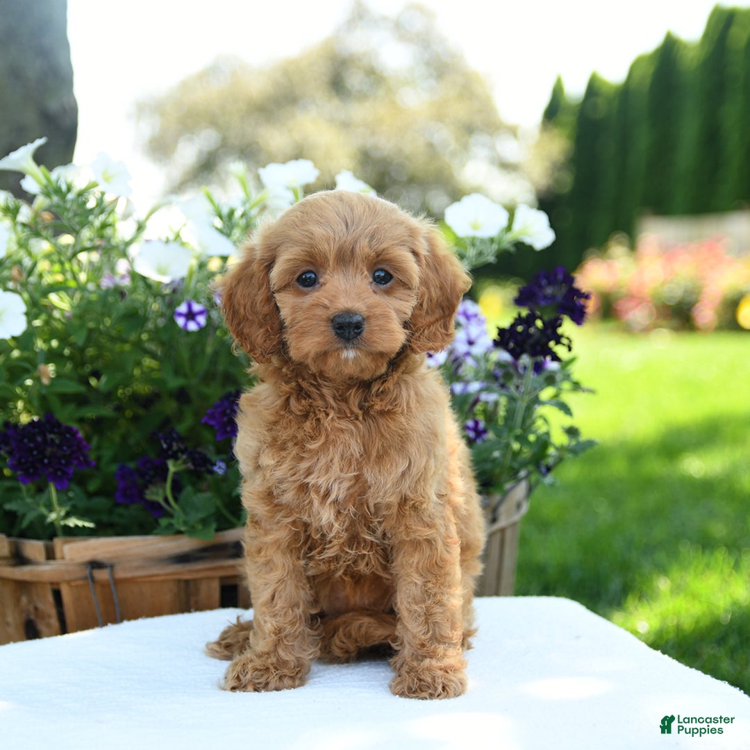 Cavapoo dogs for sale: Reeses - Image 1