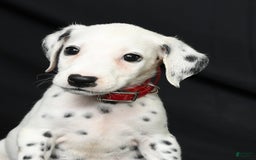 Dalmatian dogs for sale: Frosty - Image 8