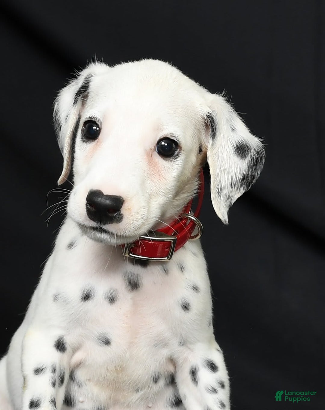 Dalmatian dogs for sale: Frosty - Image 8