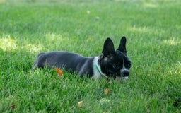 Boston Terrier dogs for sale: Zurich - Image 8