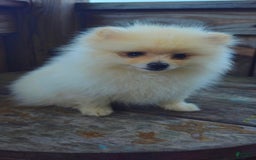 Pomeranian dogs for sale: Telemachus - Image 2